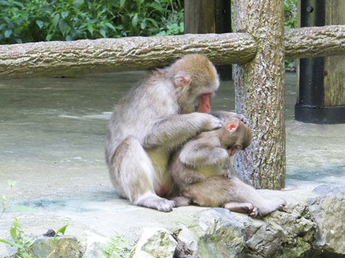 岡山 子供の遊び場～子供とお出かけ～神庭の滝