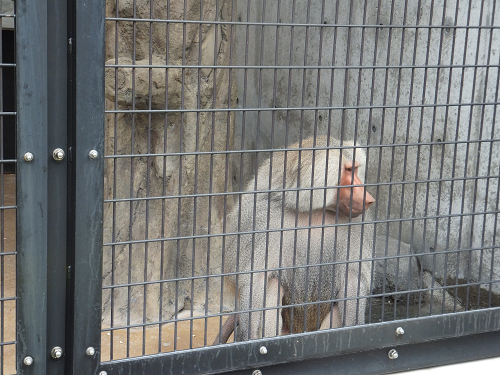 岡山 子供の遊び場～子供とお出かけ～福山市立動物園