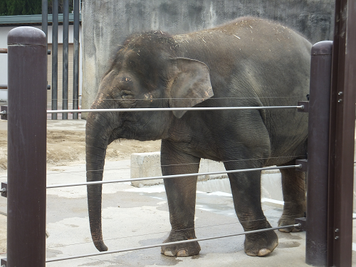 岡山 子供の遊び場～子供とお出かけ～福山市立動物園