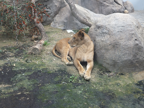 岡山 子供の遊び場～子供とお出かけ～福山市立動物園