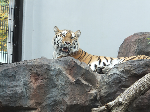 岡山 子供の遊び場～子供とお出かけ～福山市立動物園