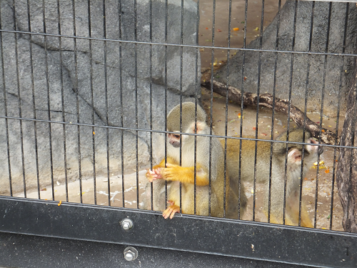 岡山 子供の遊び場～子供とお出かけ～福山市立動物園